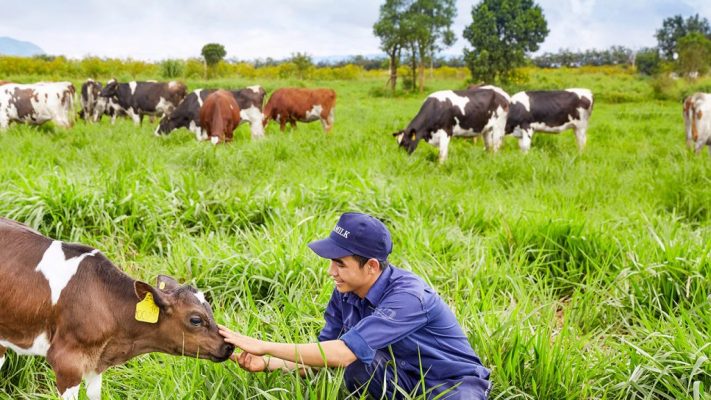 Công nghệ chăn nuôi bò Úc